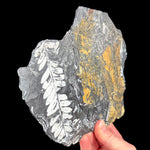 Side view of fossilized ferns in a shale matrix