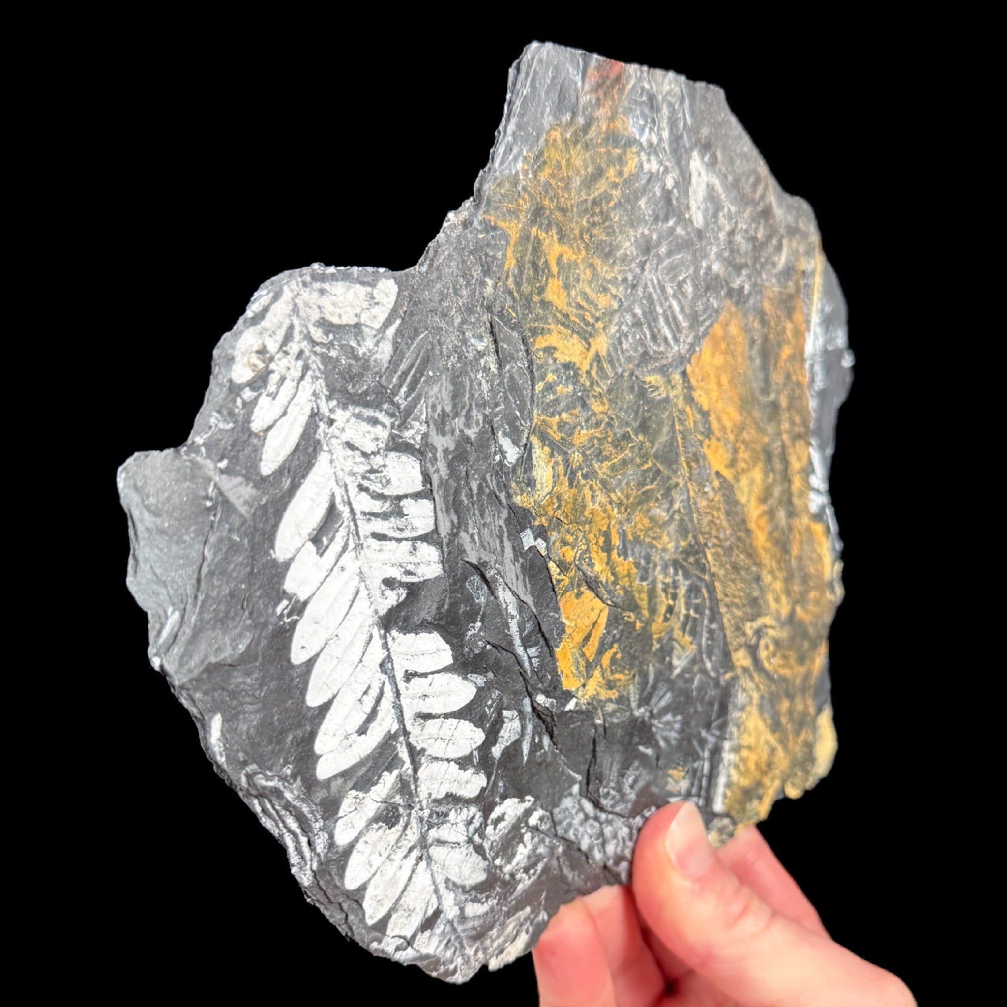 Side view of fossilized ferns in a shale matrix