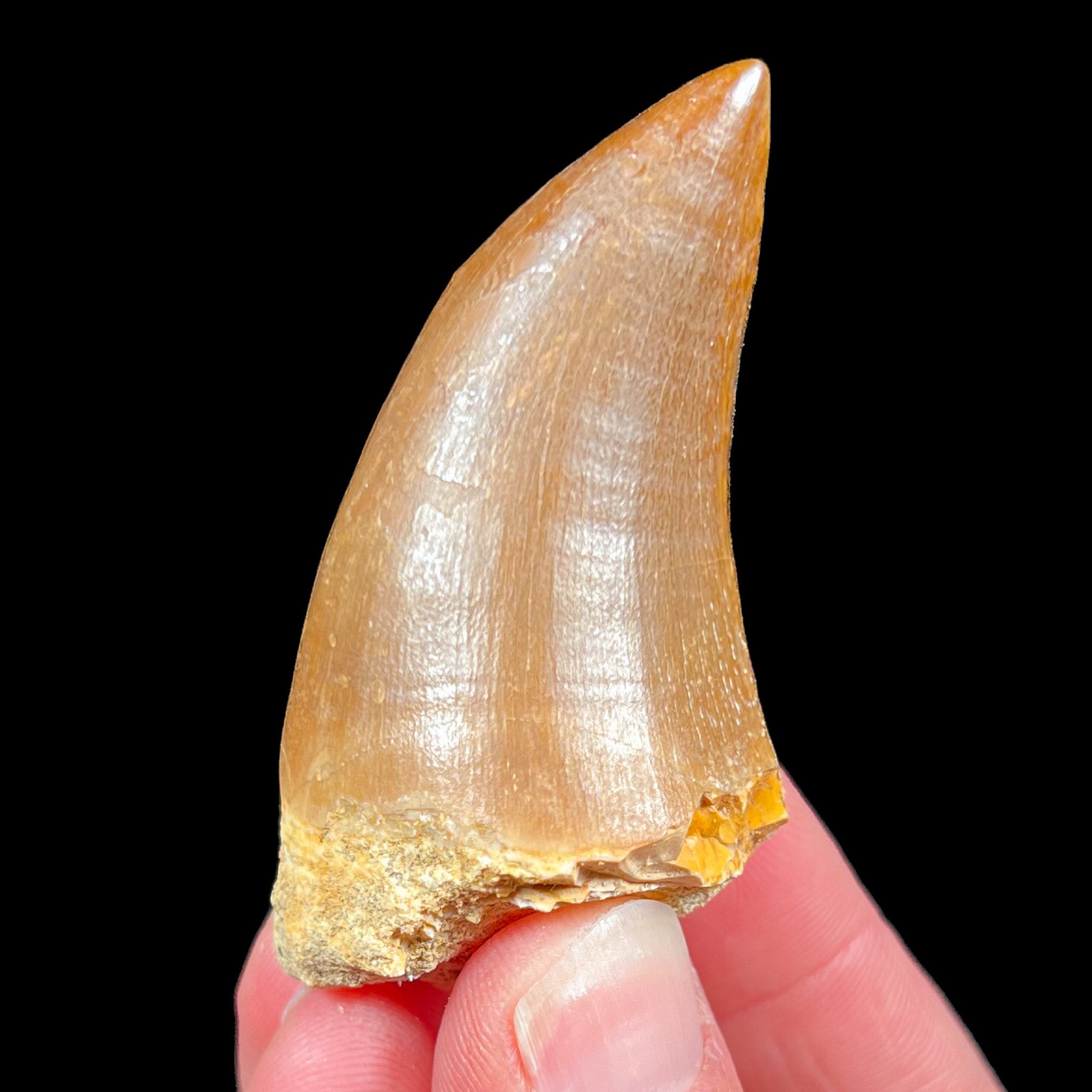 Fossil Mosasaur Tooth