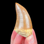 Fossilized Mosasaurus Tooth