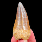 Fossil Mosasaurus Tooth