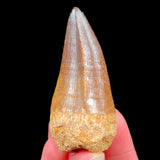 Fossil Mosasaurus Tooth
