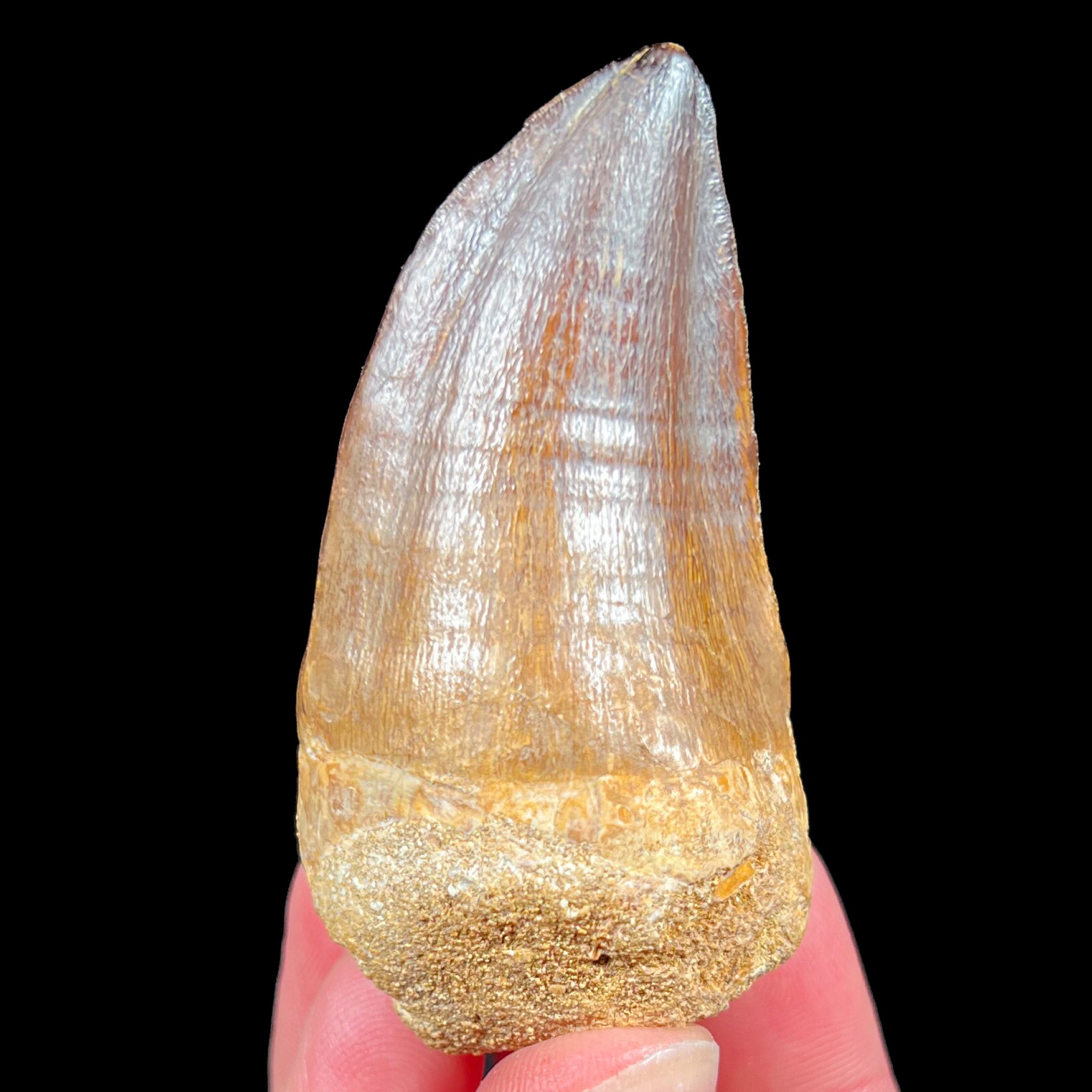 Fossil Mosasaur Tooth from Morocco