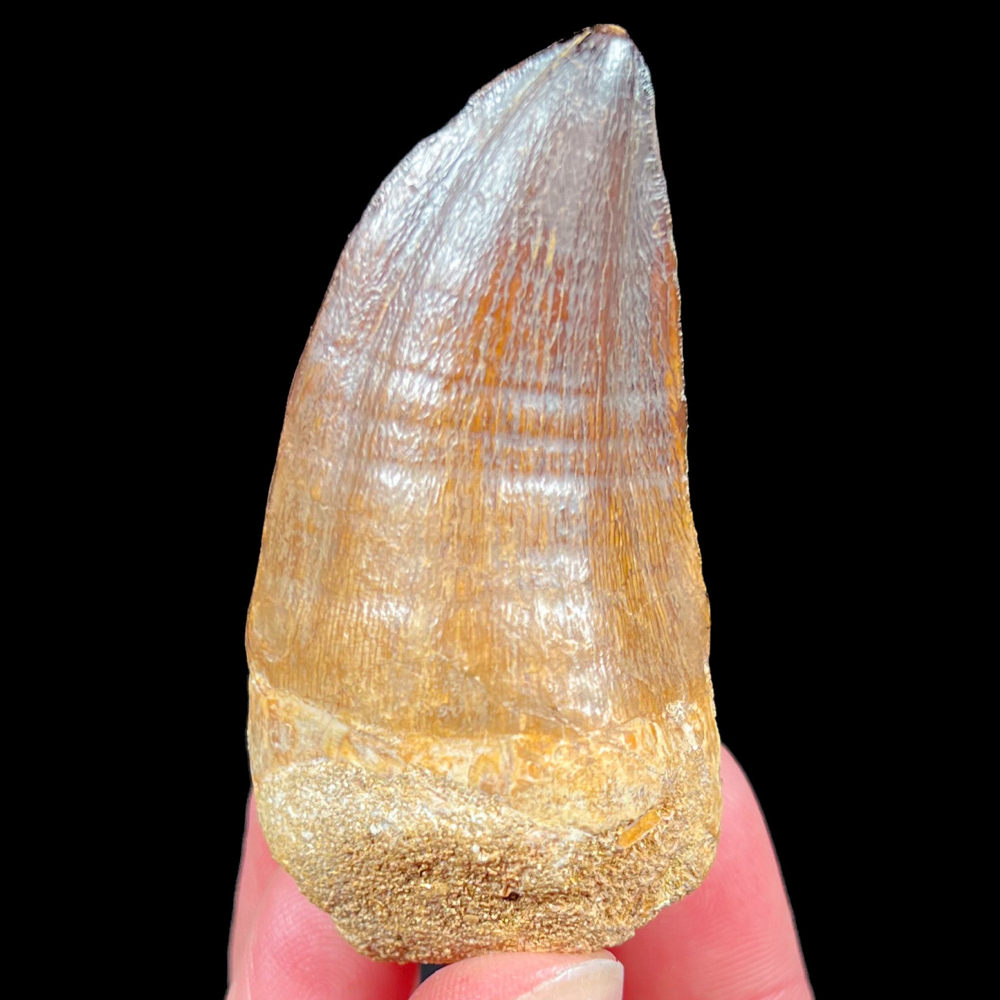 Authentic Fossil Mosasaur Tooth from Morocco