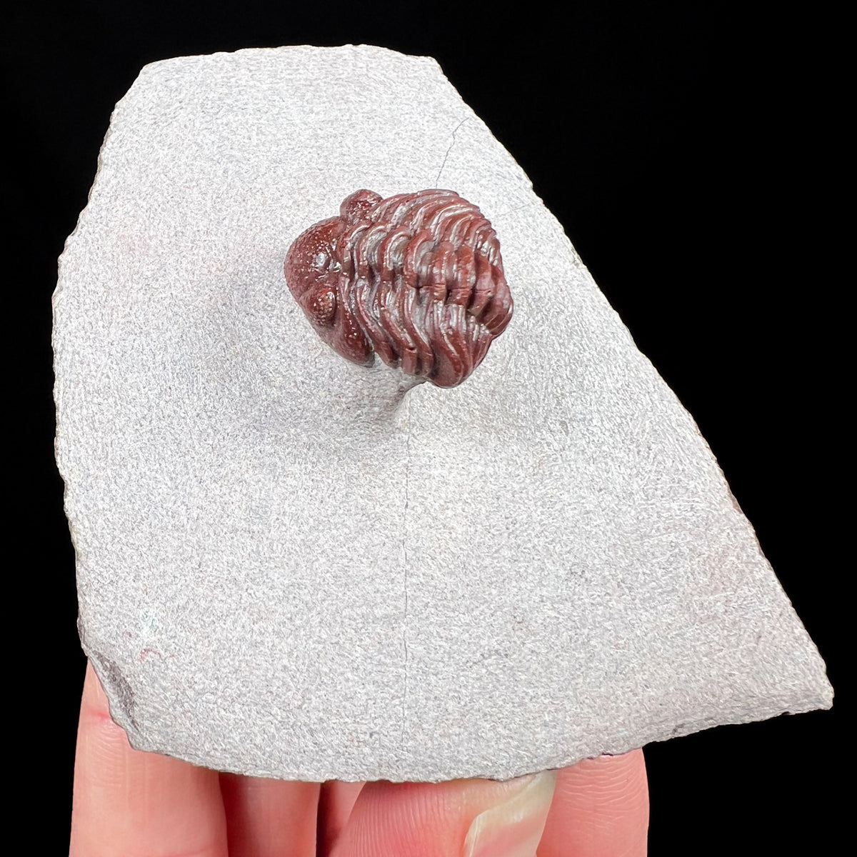 Austerops Trilobite from Devonian fossil beds Morocco