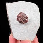Austerops sp. Trilobite, Devonian Period
