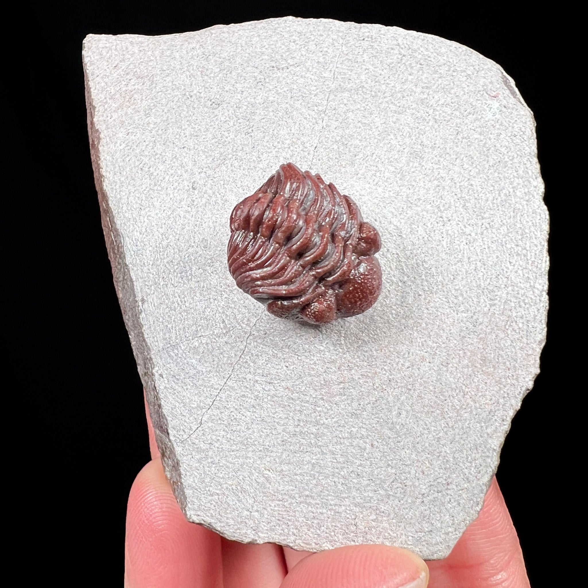 Austerops sp. Trilobite, Devonian Period