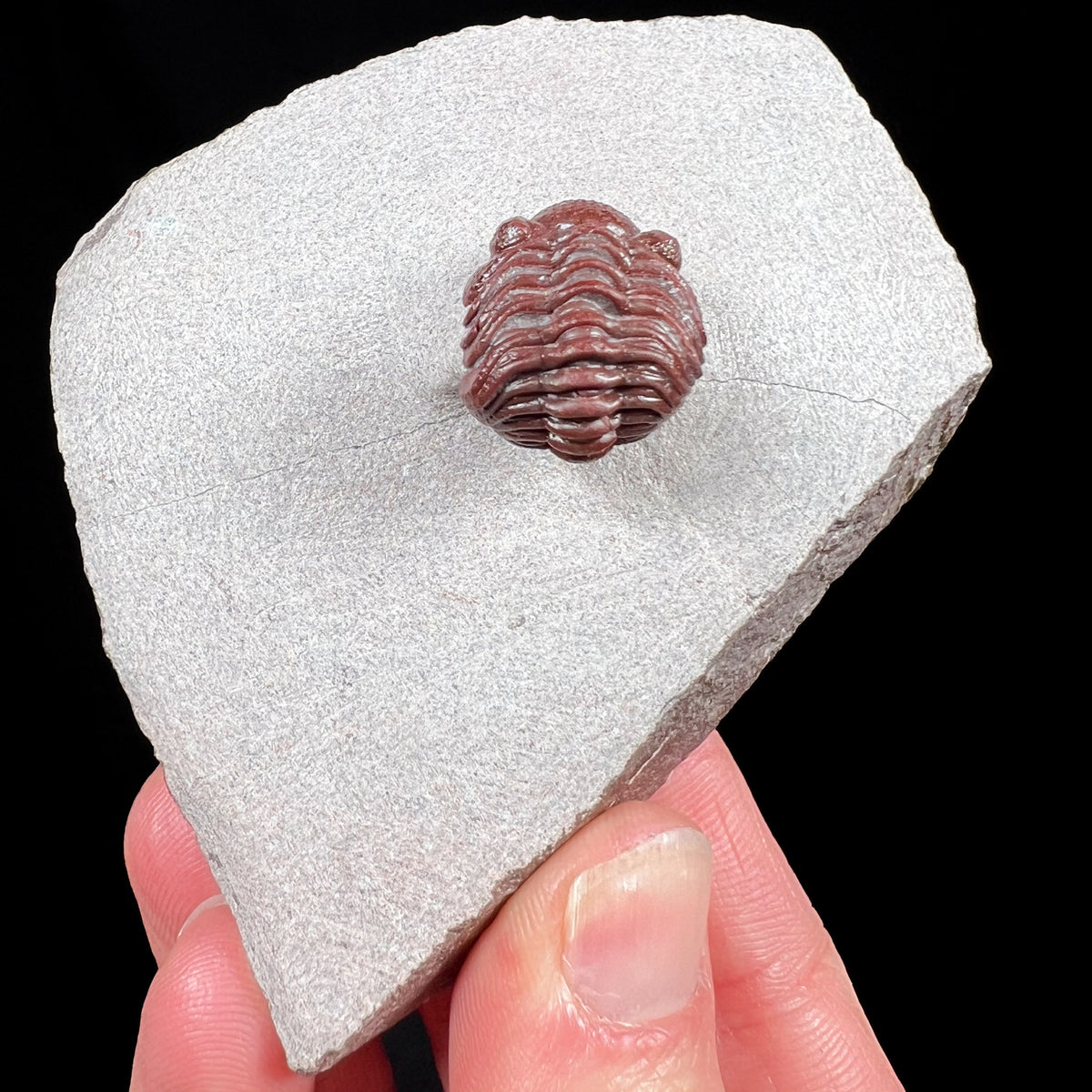 Red Austerops Trilobite fossil from Jorf area Morocco