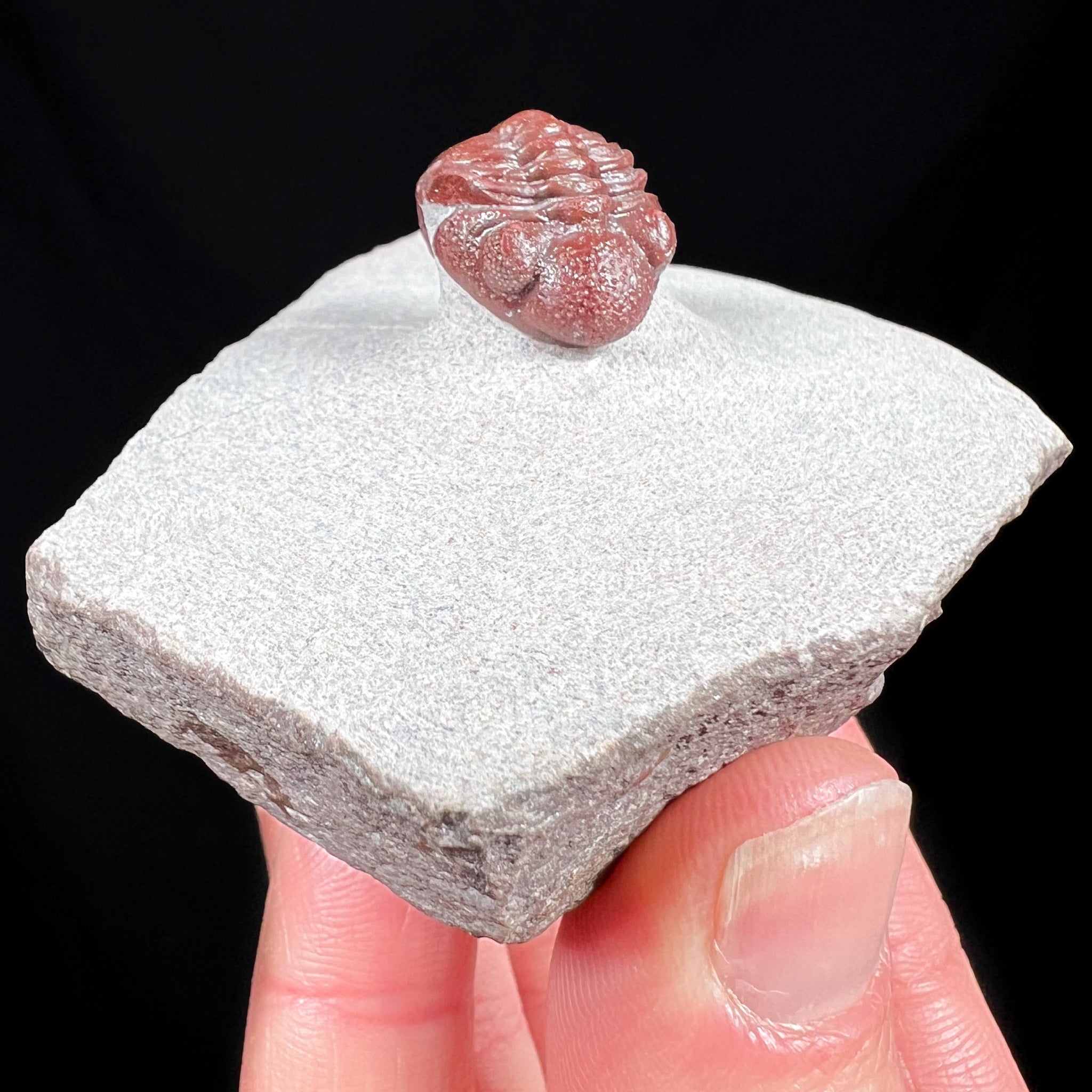 Austerops Trilobite from Errachidia Province, Morocco