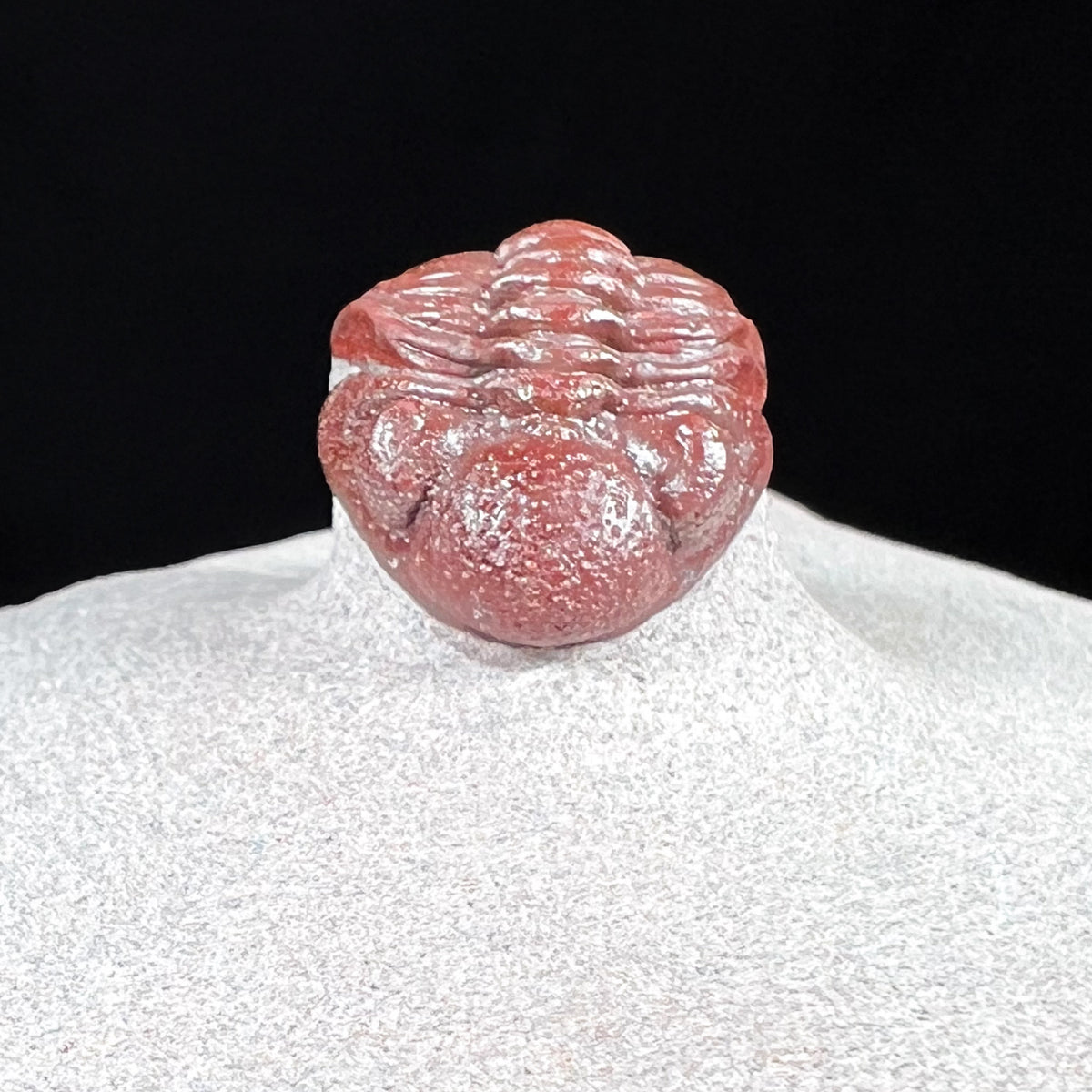 Red Austerops Trilobite Fossil from Morocco