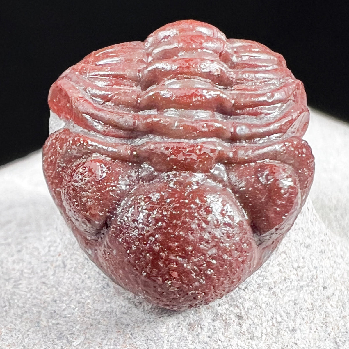 Detailed View of Red Austerops Trilobite fossil 