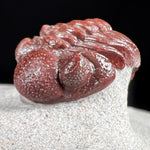 Detailed view of Cephalon and Eyes of Austerops Trilobite