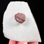 Fossil Trilobite - Austerops sp. from Morocco