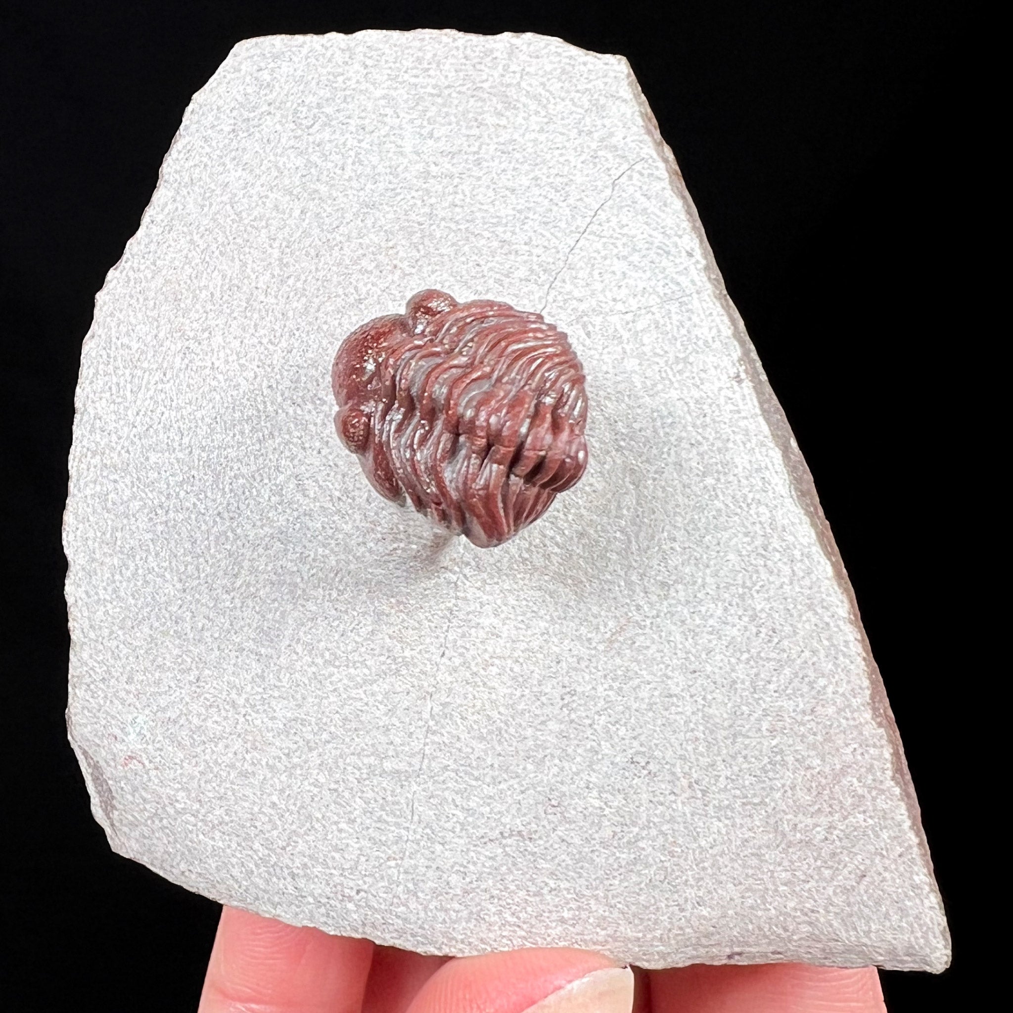 Fossil Trilobite - Austerops sp. from Morocco