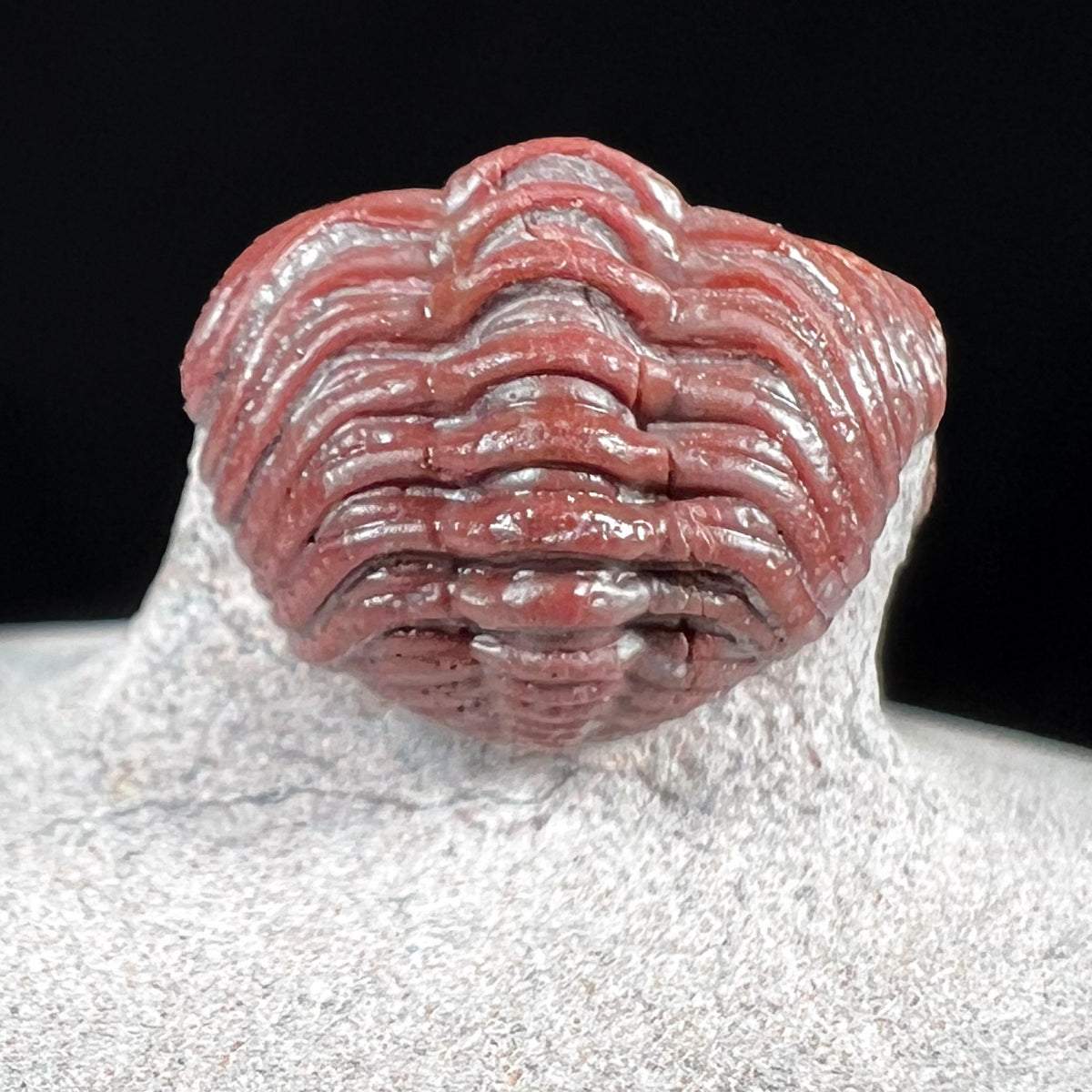 Pygidium of Austerops Trilobite 
