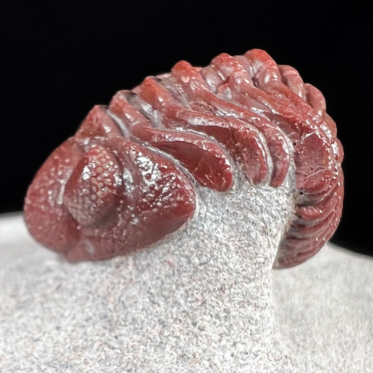 Detailed view of Austerops Trilobite