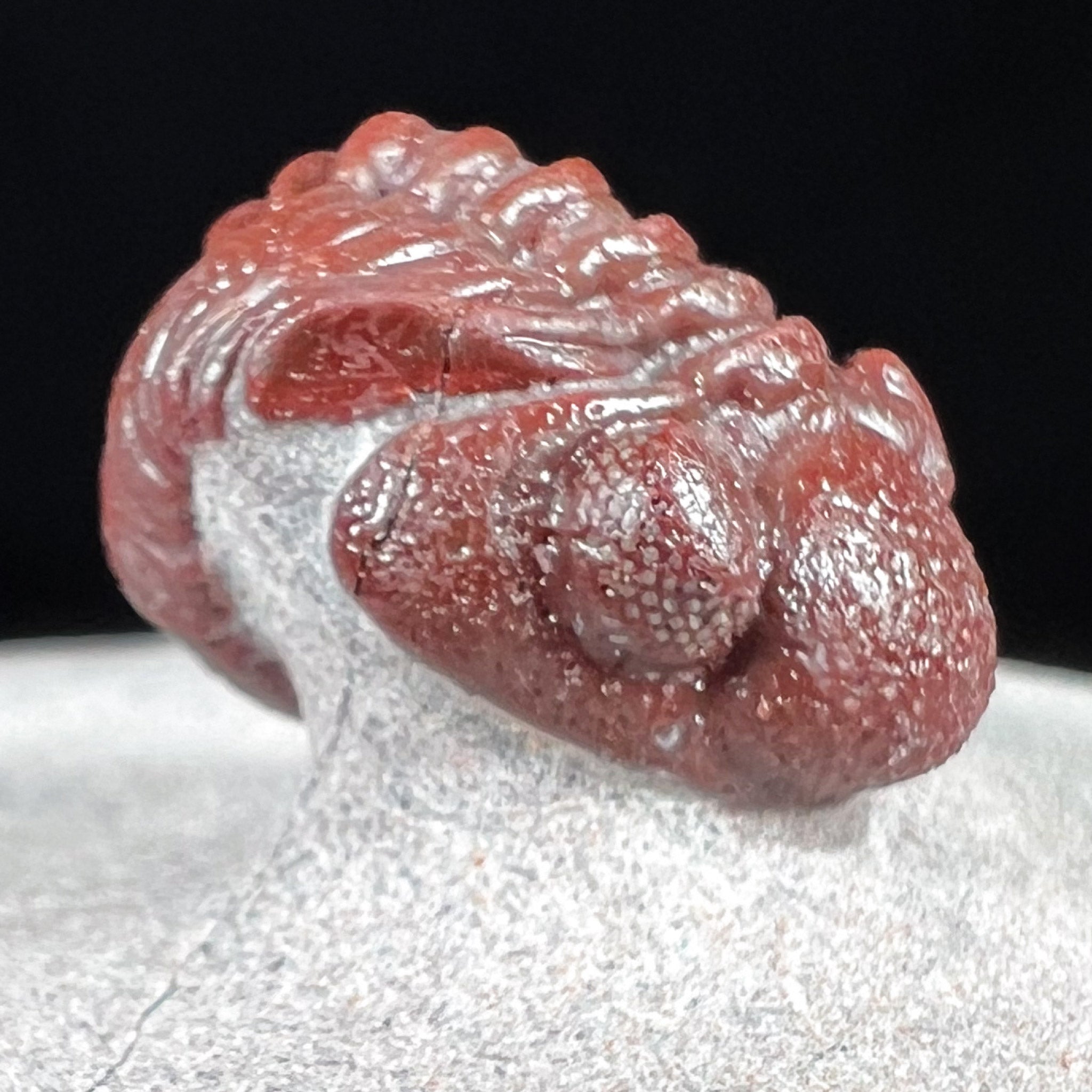 Detailed View of Authentic Austerops Trilobite Fossil Morocco