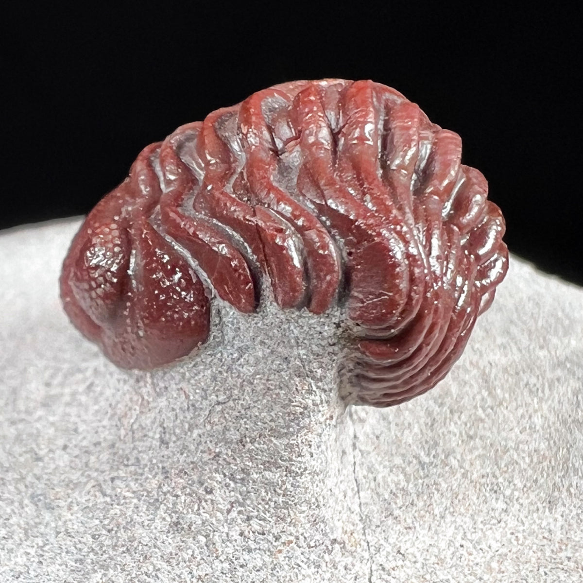 Side View of Austerops Trilobite Fossil