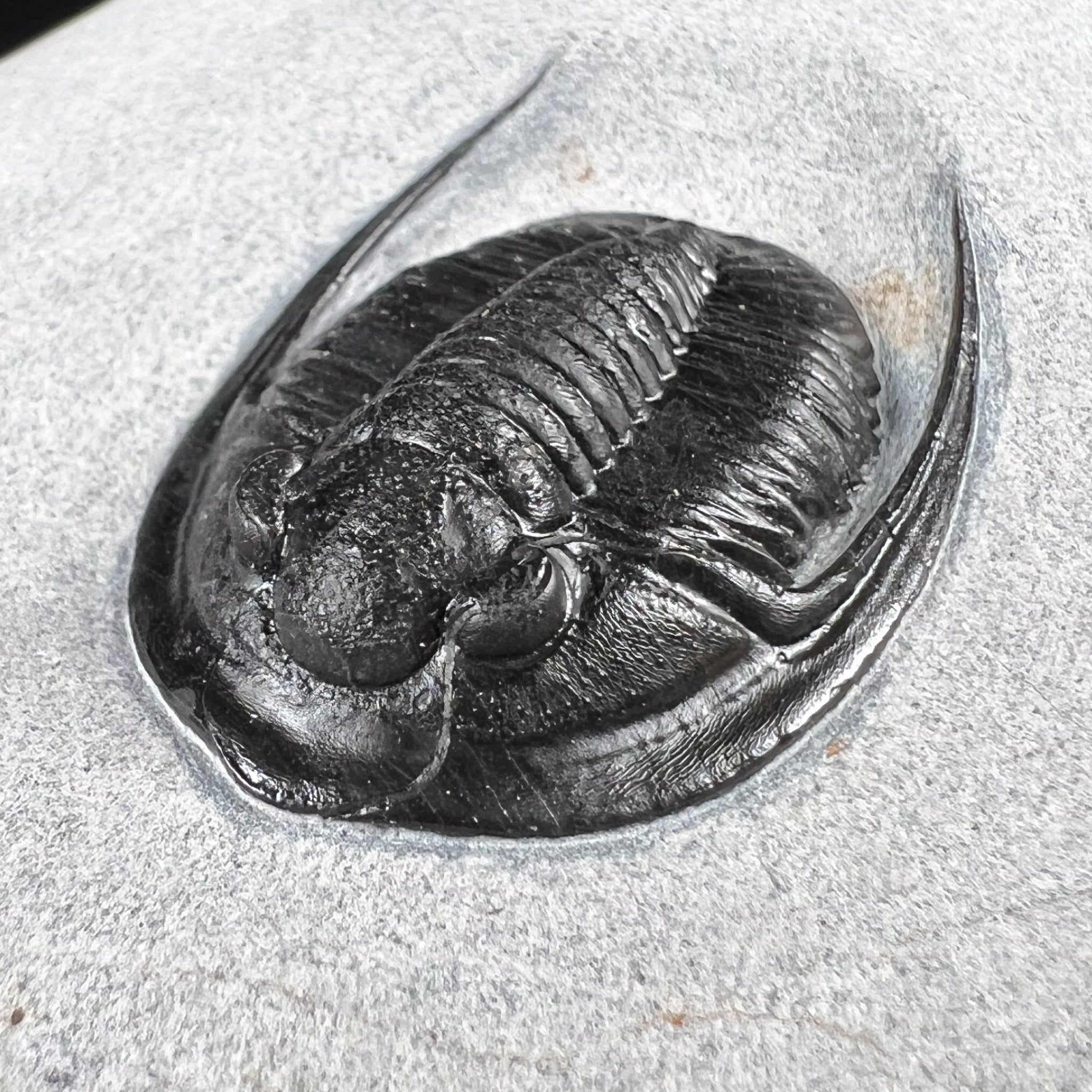 Cornuproetus Trilobite Fossil