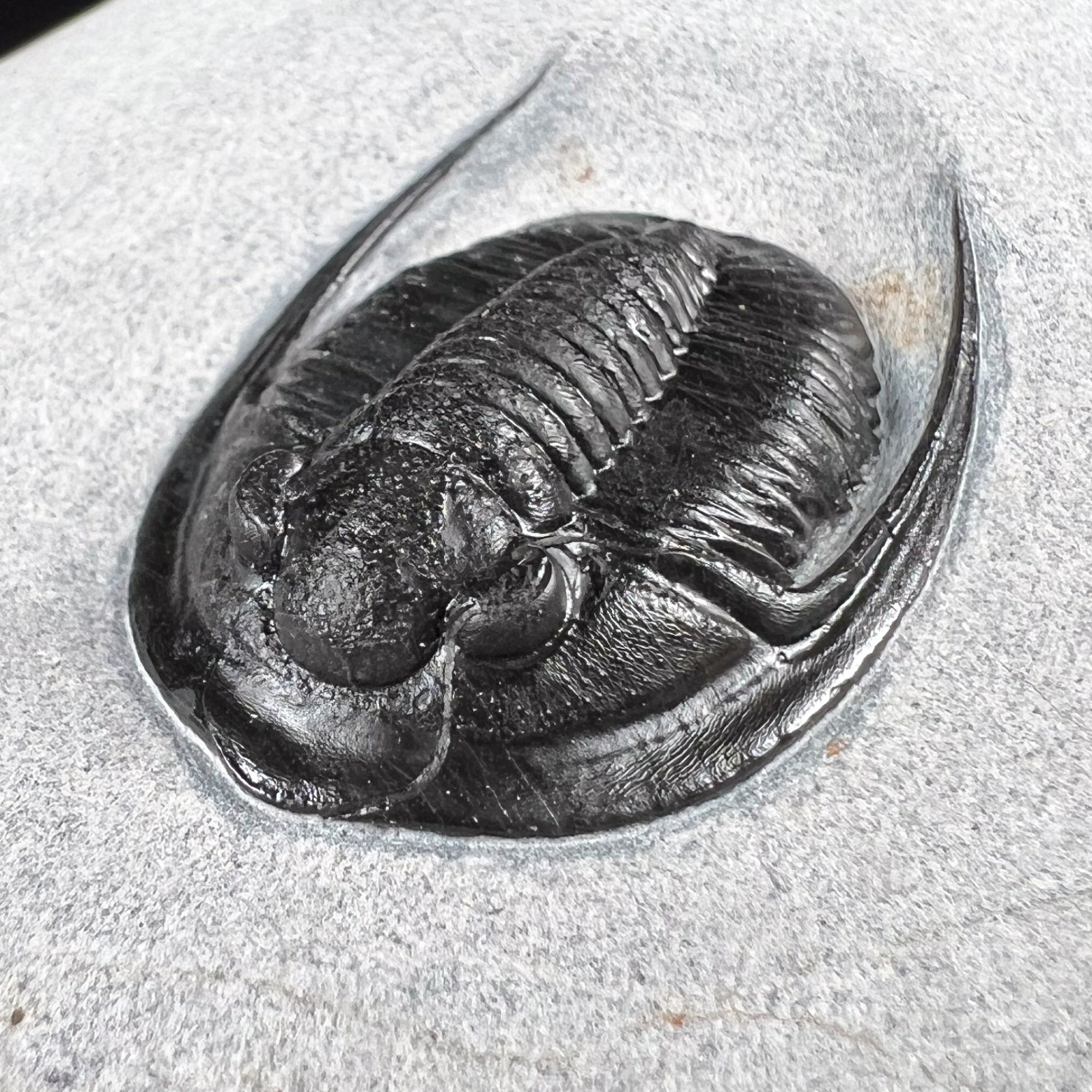 Cornuproetus Trilobite Fossil from Hamar Laghdad Formation