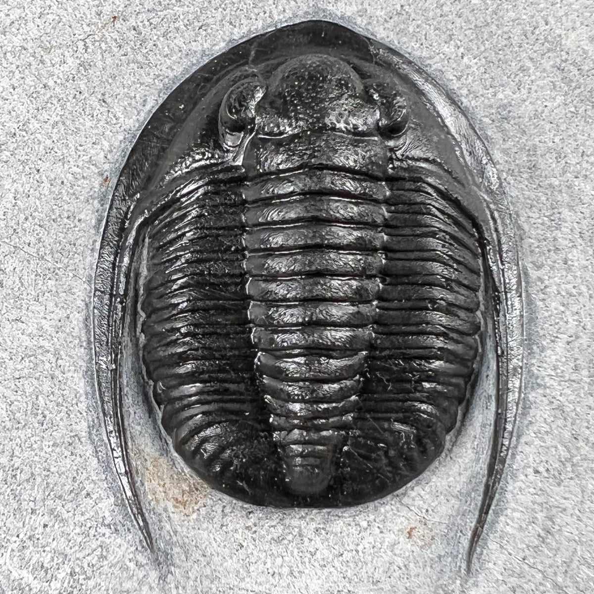 Devonian Period Cornuproetus Trilobite