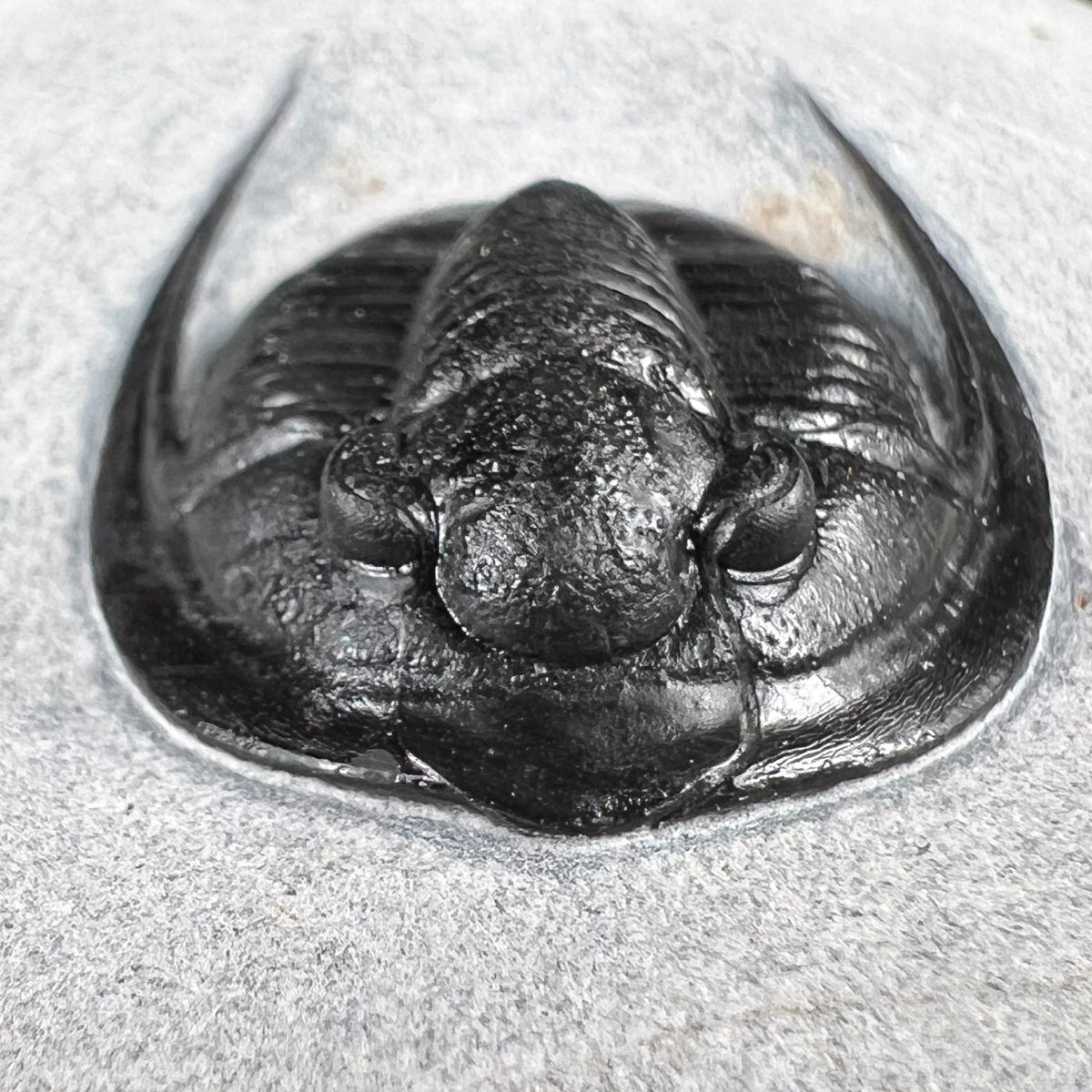 Close Up of Cornuproetus Trilobite