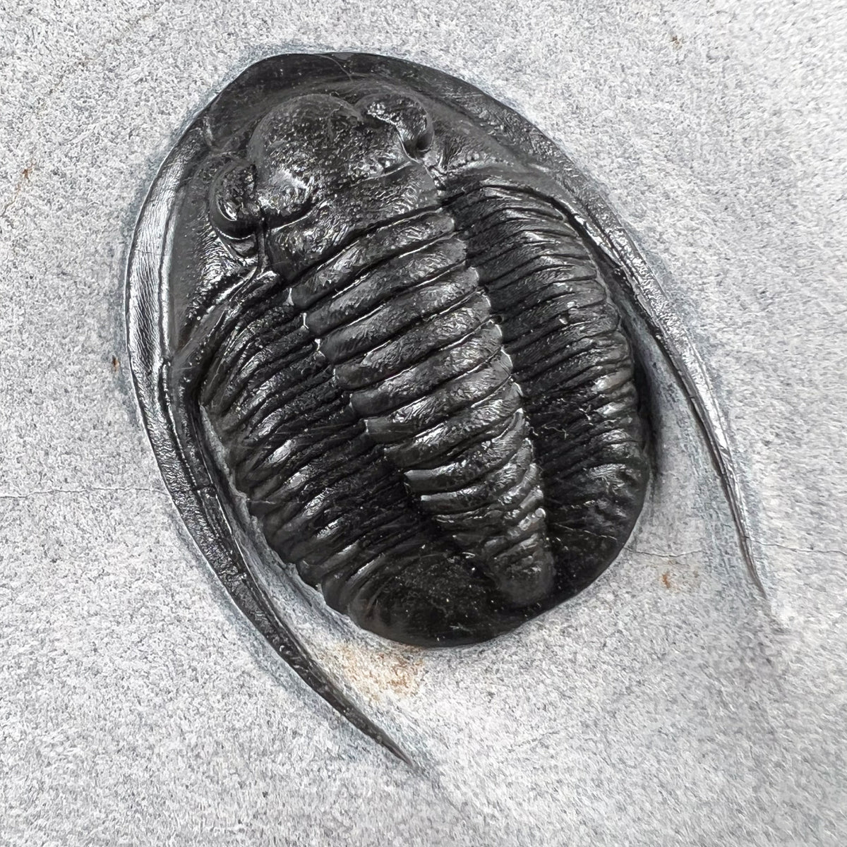 Black Cornuproetus Trilobite Fossil in Matrix