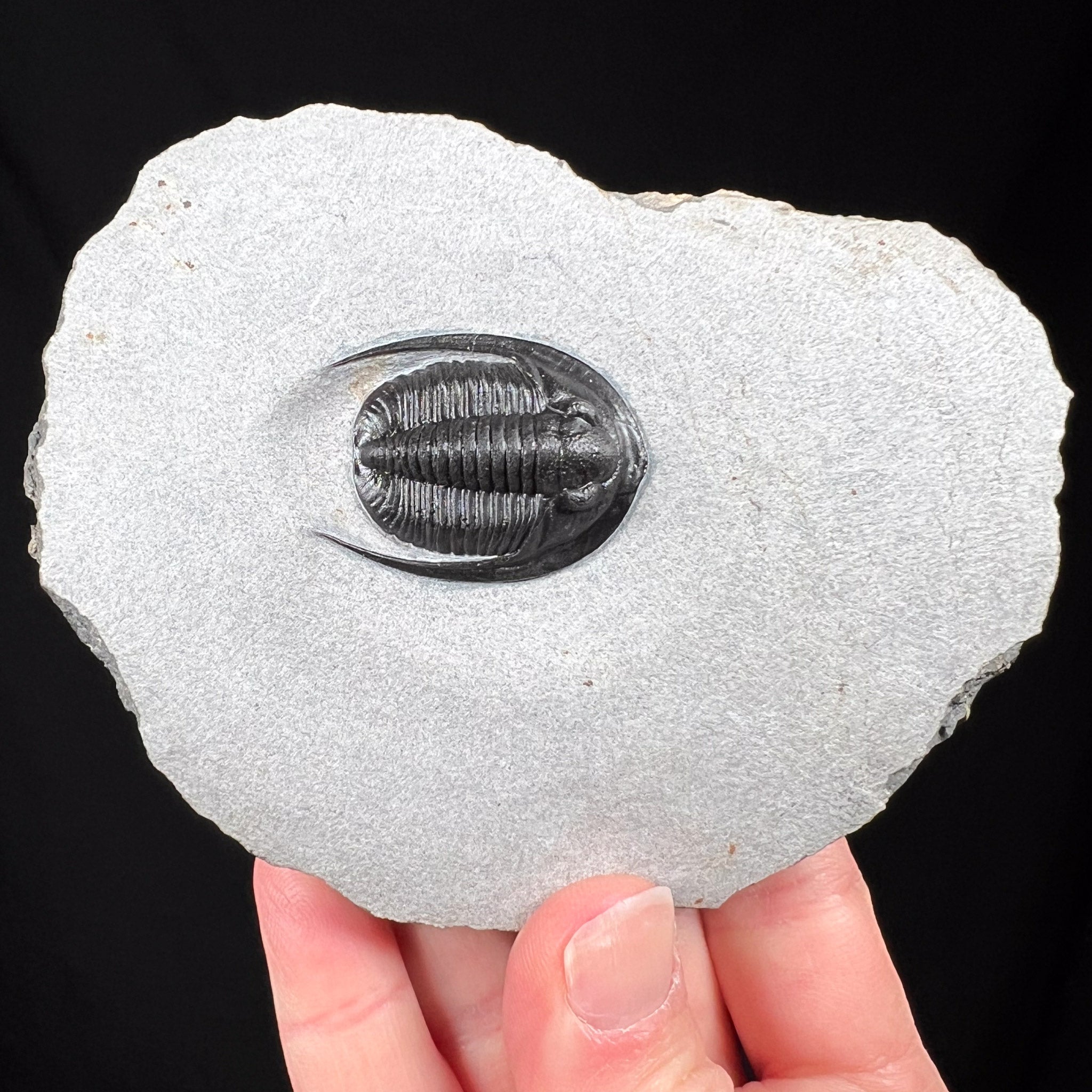 Cornuproetus Trilobite Fossil from Hamar Laghdad Formation