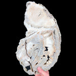 Extra Large Fossilized Coral from Florida