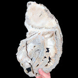 Extra Large Fossilized Coral from Florida