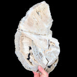 Extra Large Crystallized Fossil Coral from Florida