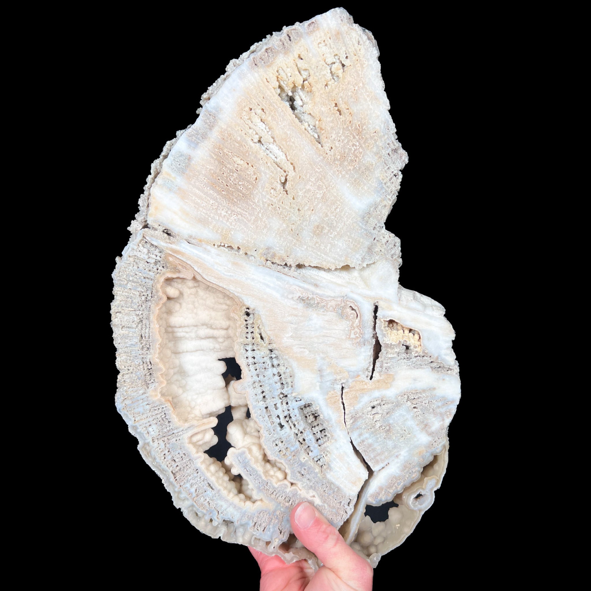 Extra Large Crystallized Fossil Coral from Florida