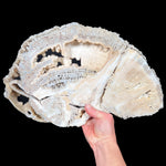 Quartz Crystals Inside Fossilized Coral from Florida