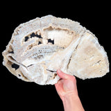 Quartz Crystals Inside Fossilized Coral from Florida