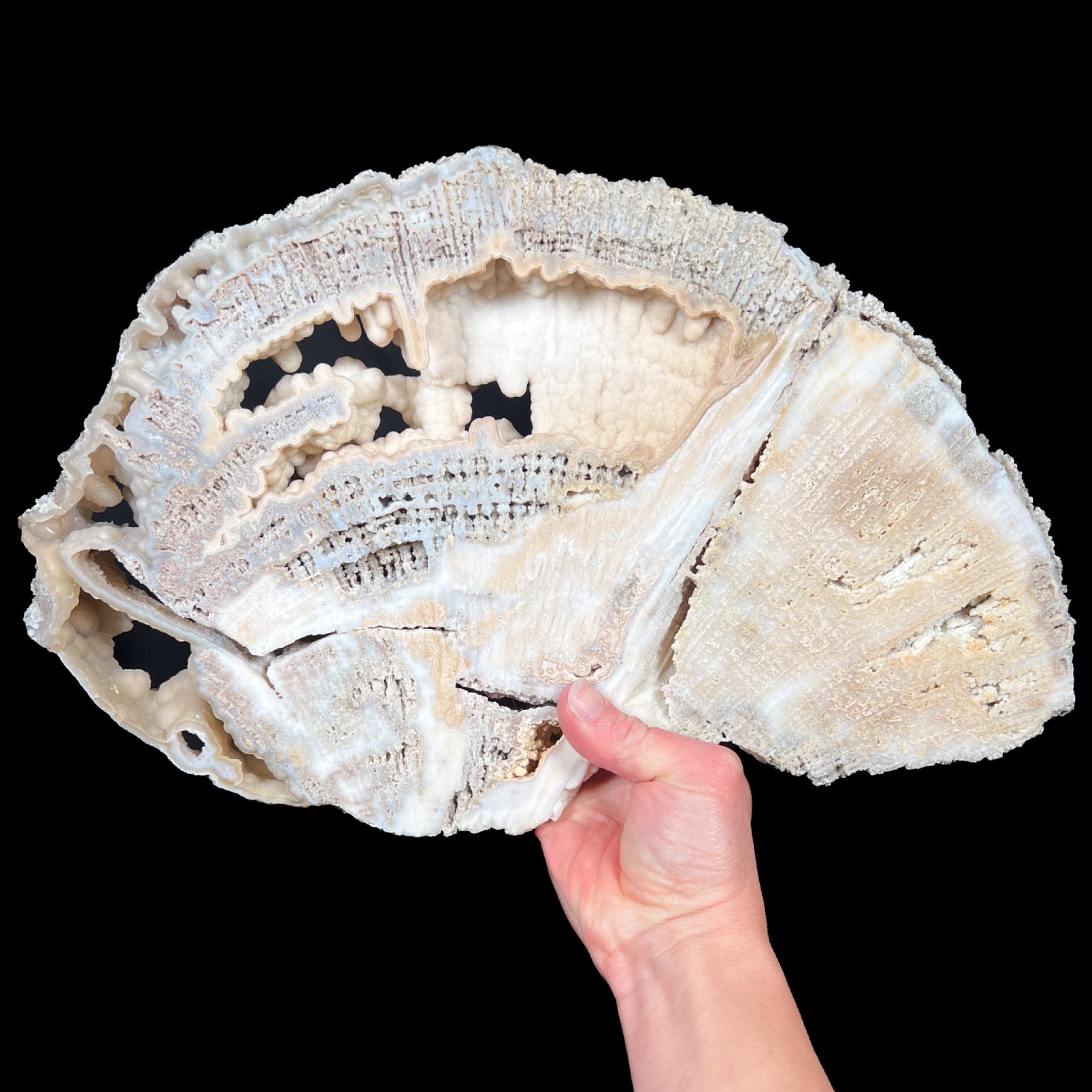 Quartz Crystals Inside Fossilized Coral from Florida