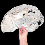 Quartz Crystals Inside Large Fossil Coral from Florida