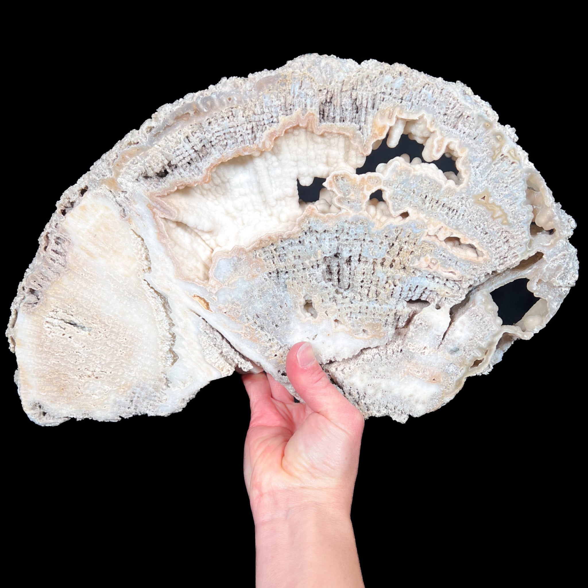 Quartz Crystals Inside Large Fossil Coral from Florida