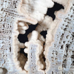 Quartz Crystals and Chalcedony Inside Fossil Coral from Florida