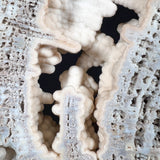 Quartz Crystals and Chalcedony Inside Fossil Coral from Florida