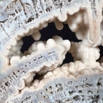 Quartz Crystal Stalactites Inside Fossil Coral