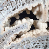 Quartz Crystal Stalactites Inside Fossil Coral