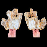 Extra Large Fossilized Coral Pair with Drusy Quartz Crystals