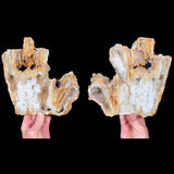 Extra Large Fossilized Coral Pair with Quartz Crystals