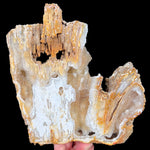 Large Fossil Coral with Quartz Crystals Inside