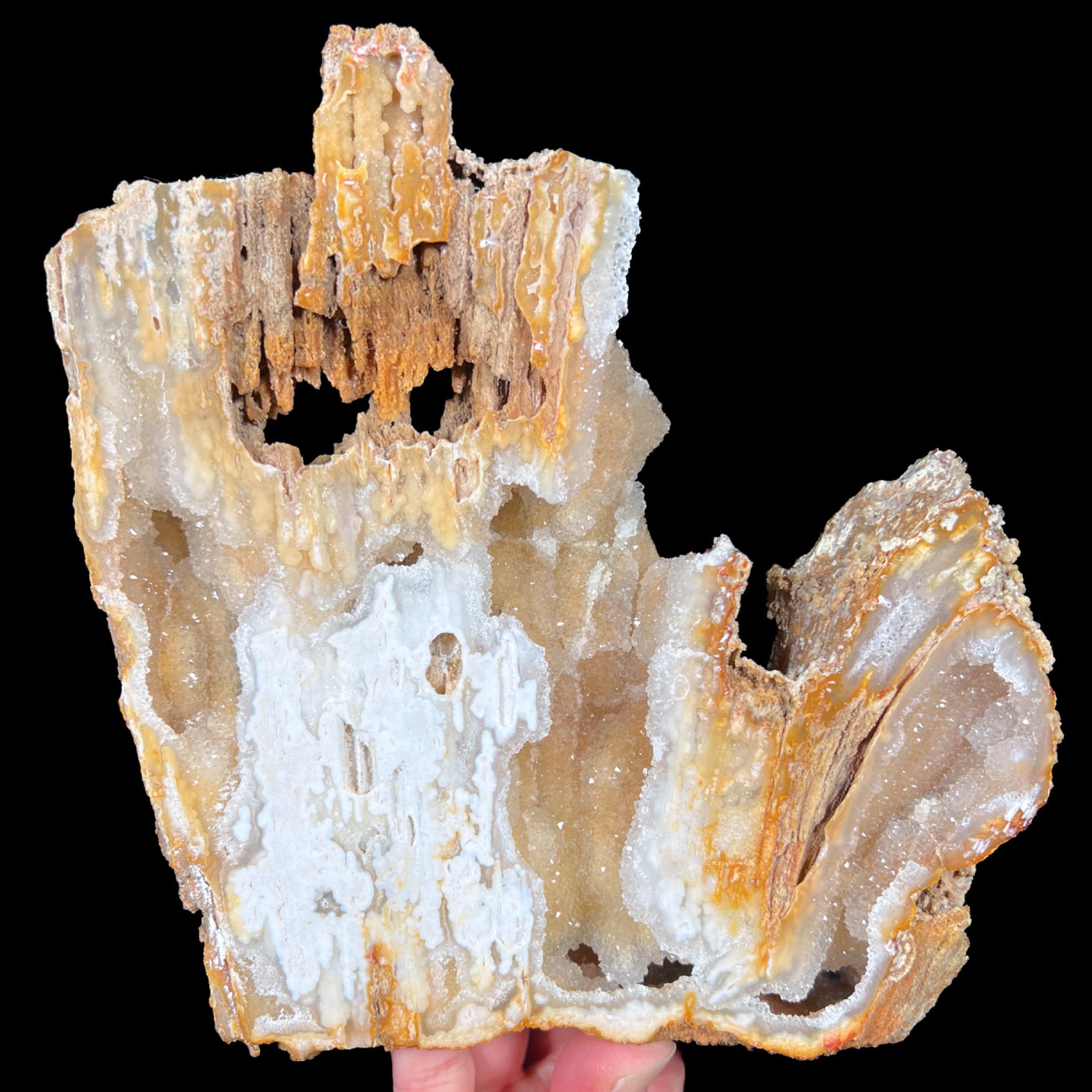 Large Fossil Coral with Quartz Crystals Inside