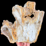 Large Fossilized Coral with Quartz Crystals Inside from Florida