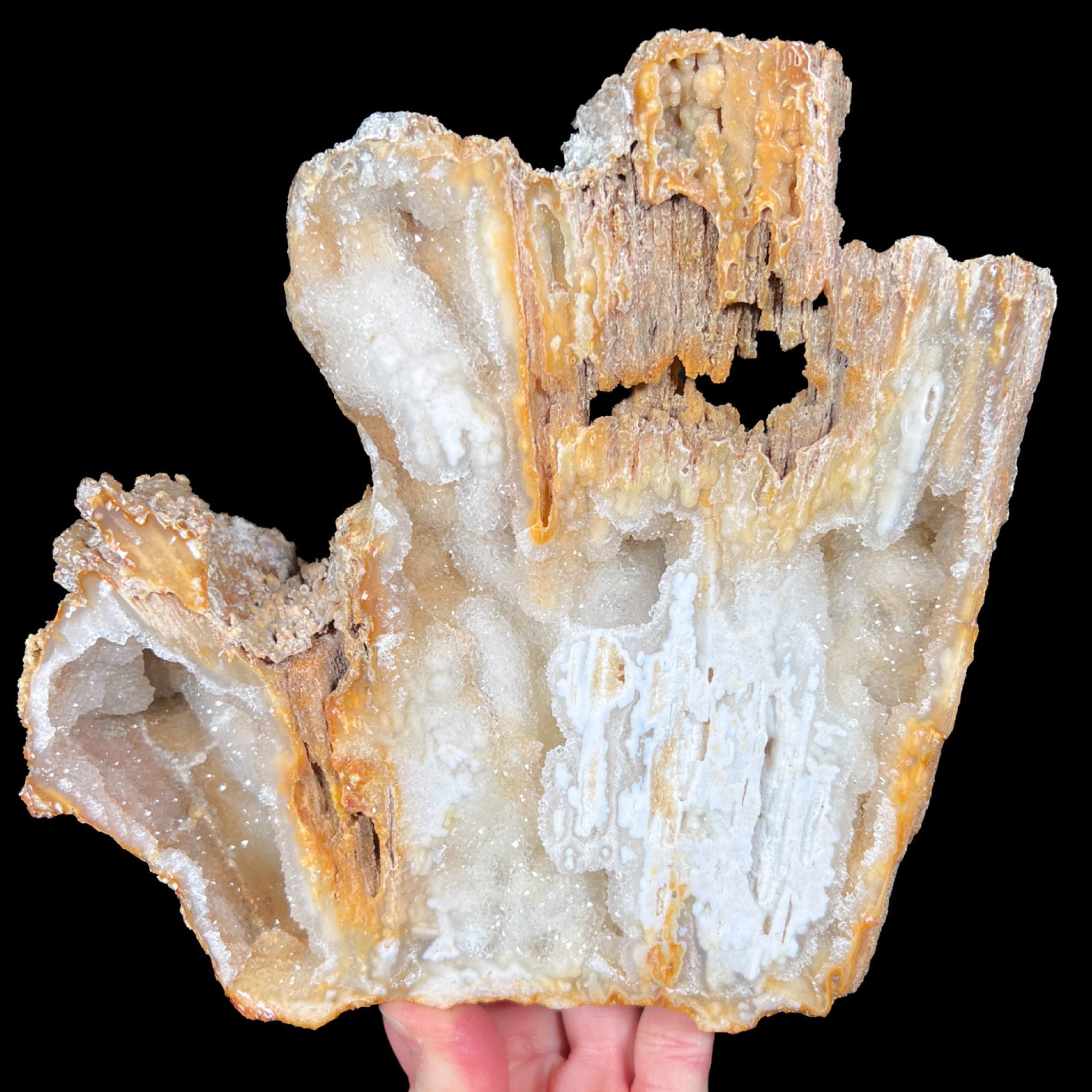 Large Fossilized Coral with Quartz Crystals Inside from Florida