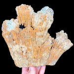 Exterior of Large Fossilized Coral from Florida