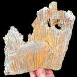 Exterior of Large Fossil Coral from Florida