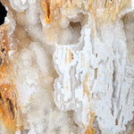 Quartz Crystals Inside Fossilized Coral from Florida